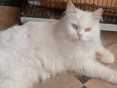 persian white female cat