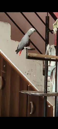 African Grey Parrot Hand Tamed and Talking DNA Male