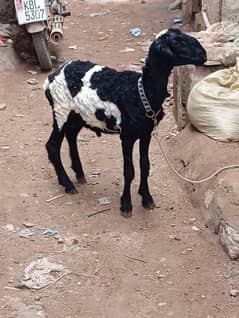 new add ablaq dumba for sale