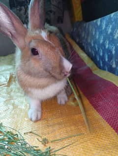 Rabbit pair for sale