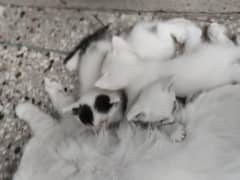 four kittens with adult white cat age  one year