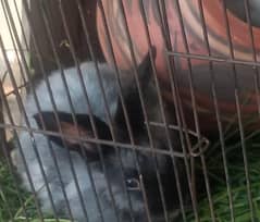 rabbit