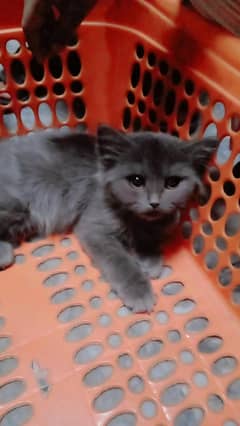 Beautiful Persian cat for sale