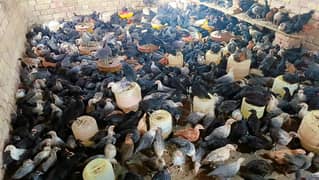 Desi chickens Golden Misri | Murgiyan Available