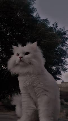 Persion Cat for sale In Lahore 9 months age 1st owner