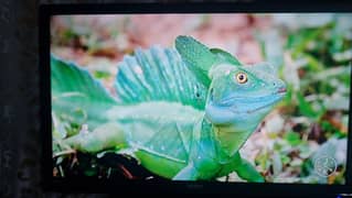 32 inch Orient LED Tv