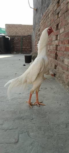 Paper White OH Shamoo