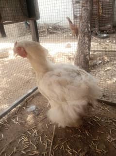 golden buff white eggs lying healthy and active