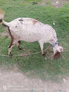 bakri 6dant sat mail bacha doodh 1kg location mardan road charsadda