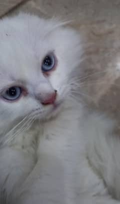 Kitten Blue Eyes Doll Face