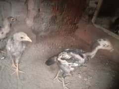 Top Quality aseel chicks
