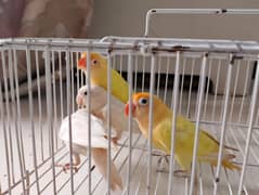 cremino, decino, albino red eye,  b2