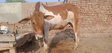 sahewal cros beel