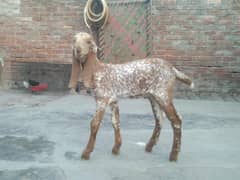 makhi