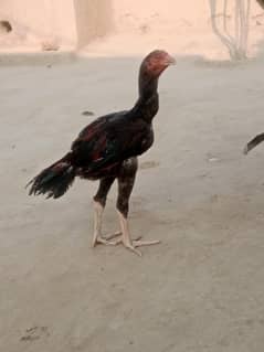 for sale