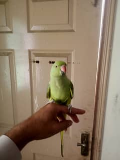 Hand tame