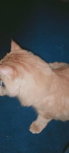 my cat