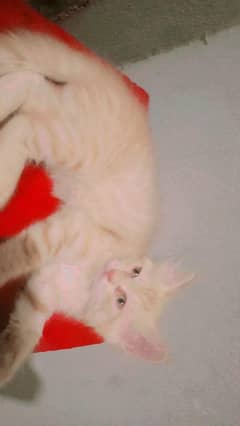 triple cort kitten
