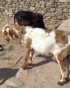 GOAT FOR SALE AND EXCHANGE