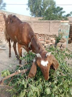 Goat for sale Whatsapp 03261060599
