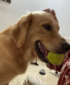 Golden Retriever pedigree dog male available