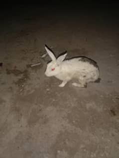 rabbit red eyes and black male and female