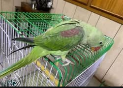 Kashmiri Raw parrot My WhatsApp number 0326/74/83/089 for sale