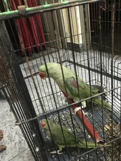 rha parrot
