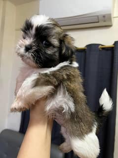 Shihtzu puppies
