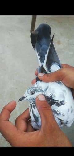 kabli