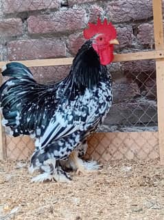 Molted Bantam only male breeder