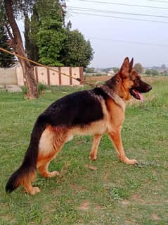 Dog for sale