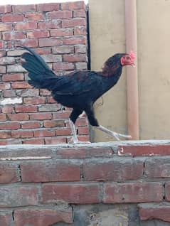 Aseel or dasi ka  cross  hn ghr ka pala howa hn