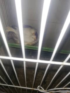 white Canary breeder pair new home