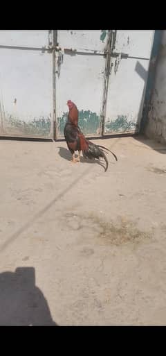 aseel lakha murga for sale