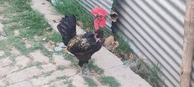 Mix Hens for sale
