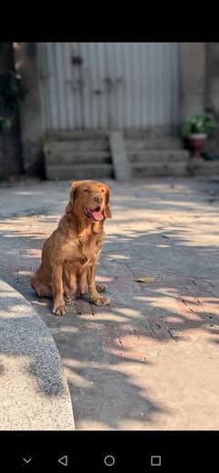 Golden retriever female