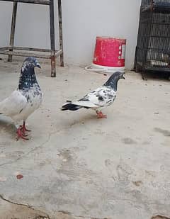 Qabli or Patti waly per piece 1000