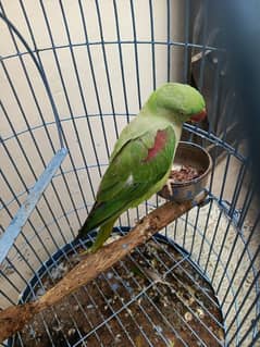 Kashmiri Rao Parrot Female Ready To Breed