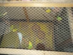 Australian parrots