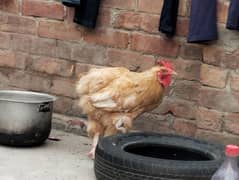 golden buff for sale