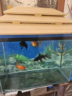 fish
