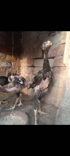 Pure aseel blood line chicks available