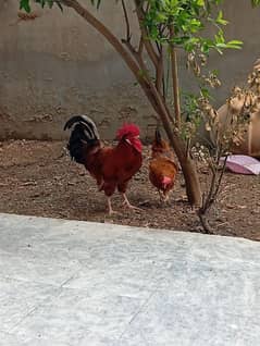 hen for sale