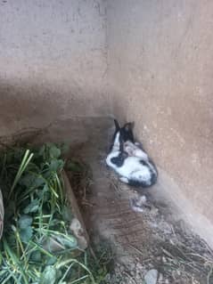 Rabbit Family