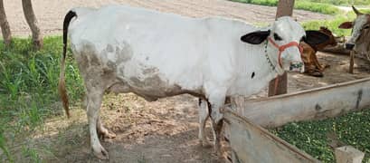 Beautiful cow for sale