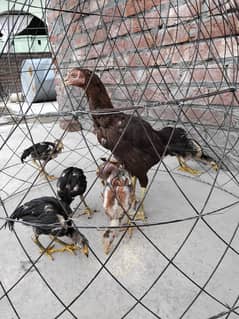 Aseel hen with chick's