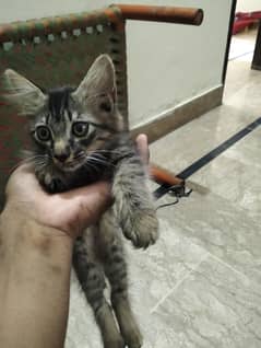 Female Persian cross kitten double coat Age 2 months