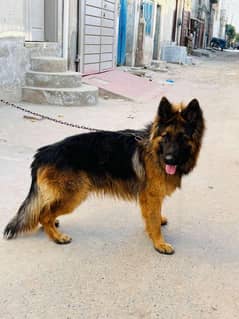 triple coat German shepherd