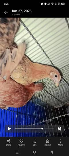4 months old 2 lohman + desi mix murgia for sale